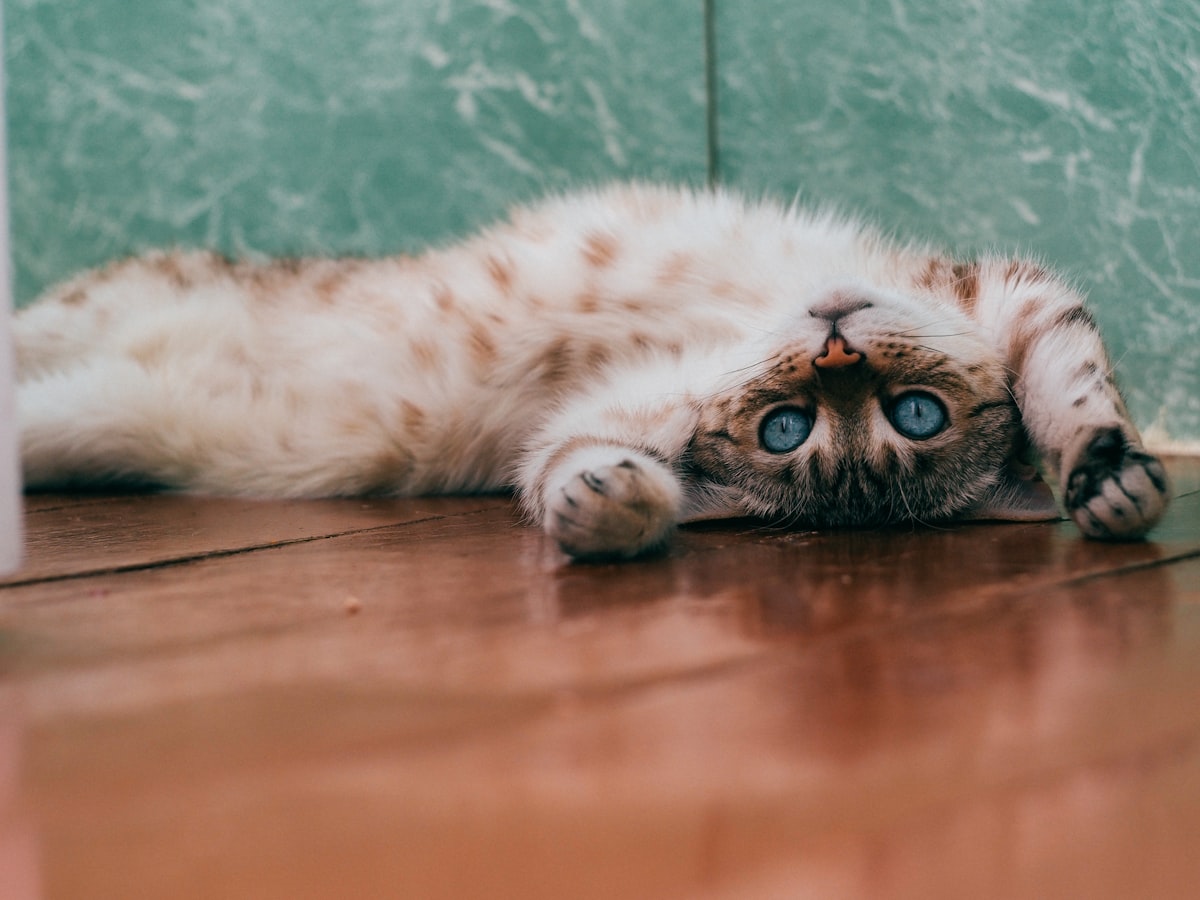 Cat relaxing at home