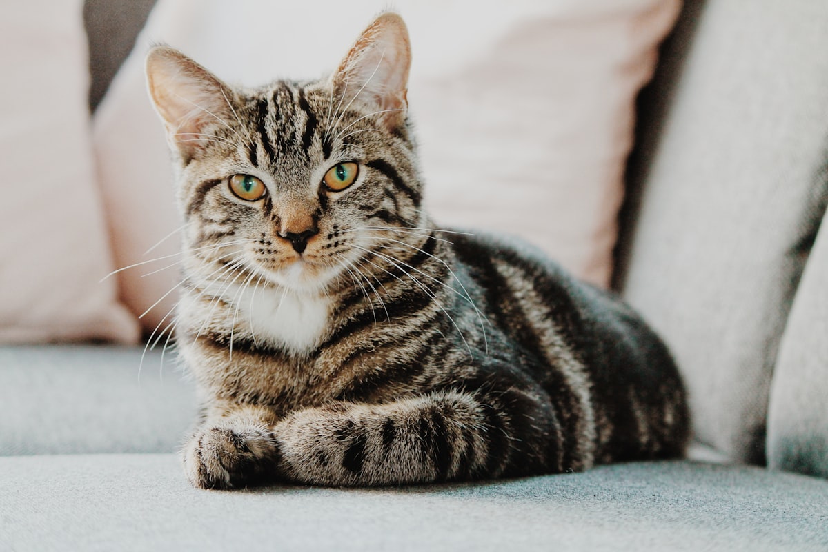 Playful gray tabby cat