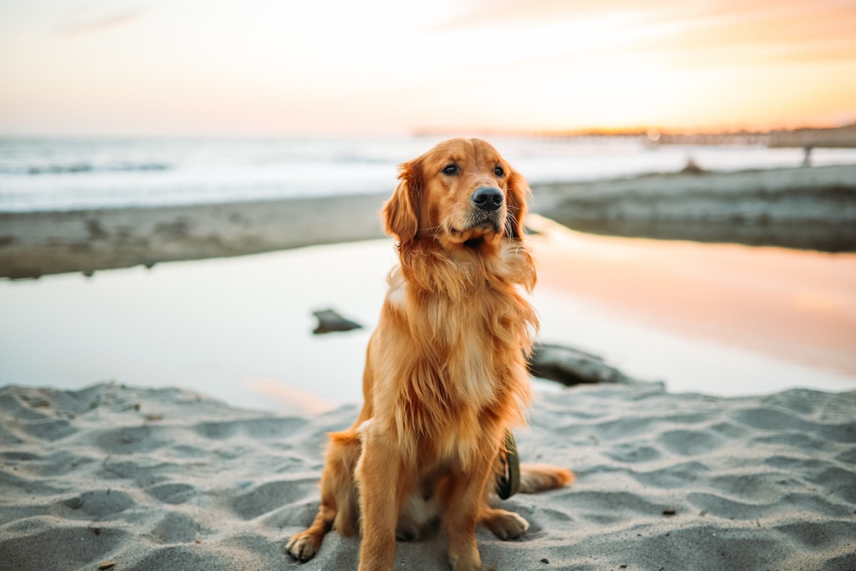 Dog outdoors with clean paws