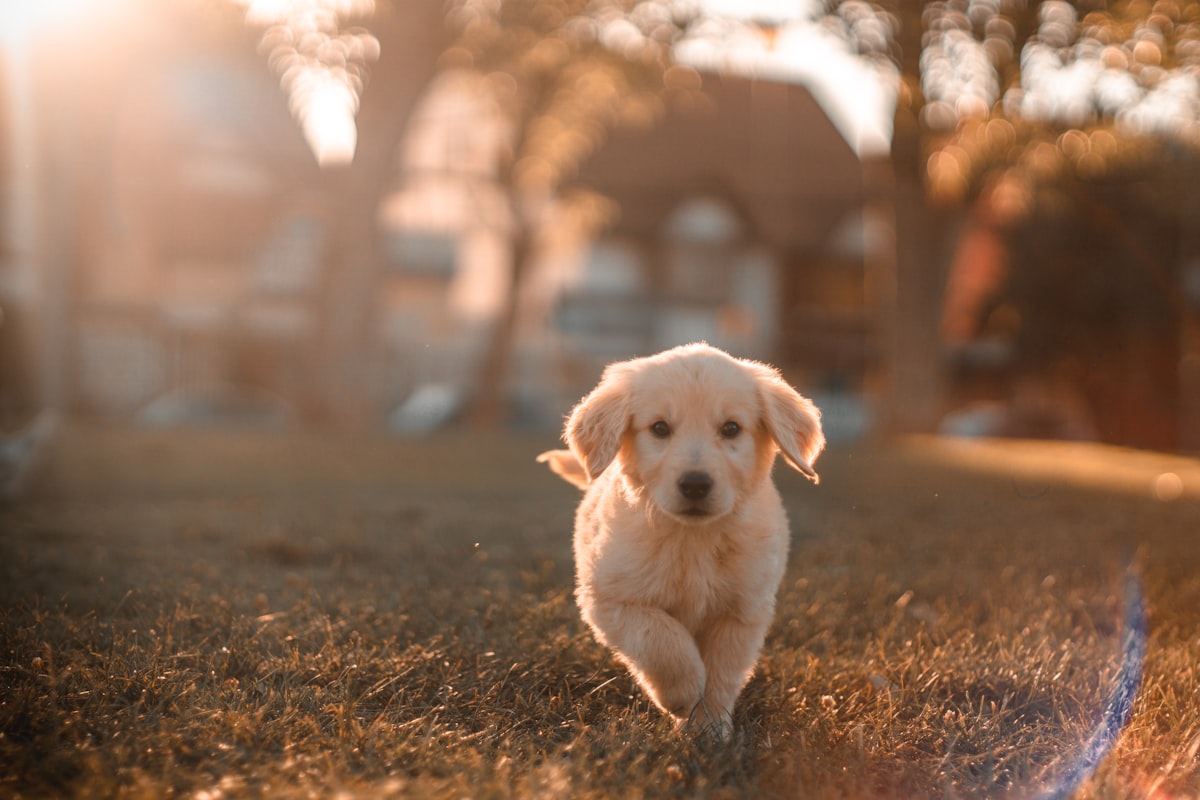 Active dog running outdoors