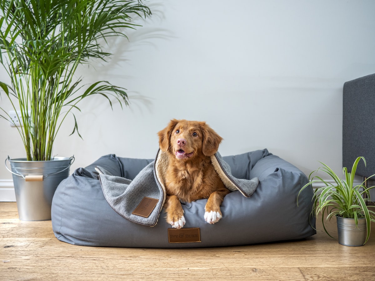 Happy dog relaxing on couch
